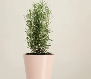 Rosemary Essential Oil: Benefits and Uses